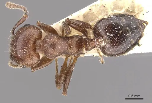 Crematogaster saussurei specimen CASENT0908469 image casent0908469_1