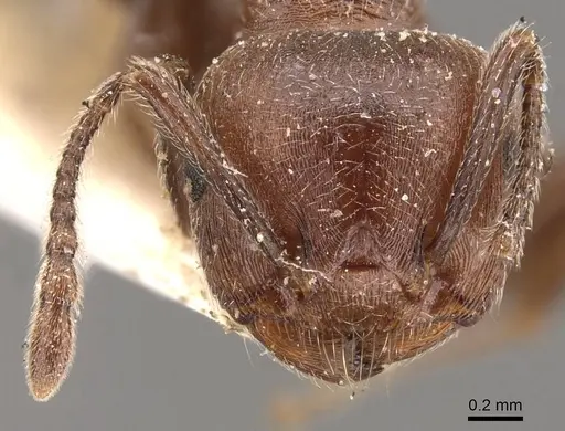 Crematogaster saussurei specimen CASENT0908469 image casent0908469_2