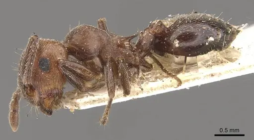 Crematogaster saussurei specimen CASENT0908469 image casent0908469_3