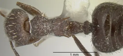 Crematogaster scapamaris specimen CASENT0625397 image casent0625397_1