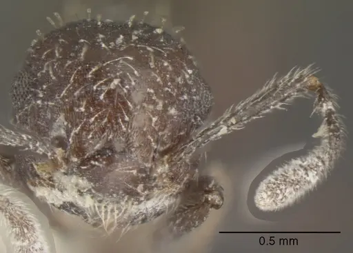 Crematogaster scapamaris specimen CASENT0625397 image casent0625397_2