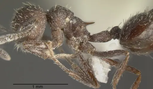 Crematogaster scapamaris specimen CASENT0625397 image casent0625397_3
