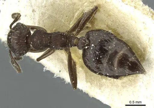 Crematogaster scapamaris specimen CASENT0912747 image casent0912747_1