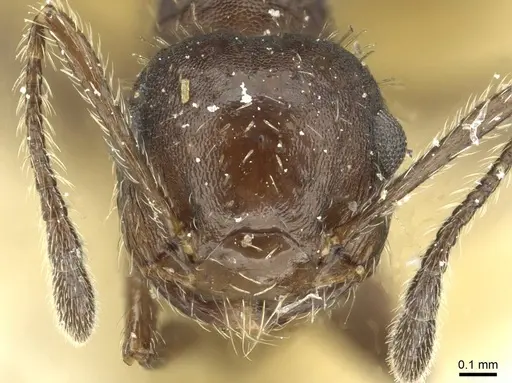 Crematogaster scapamaris specimen CASENT0912747 image casent0912747_2