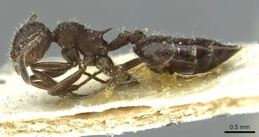 Crematogaster scapamaris specimen CASENT0912747 image casent0912747_3
