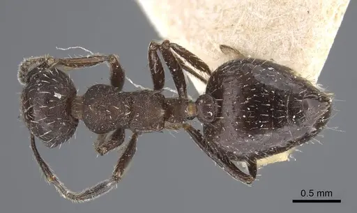 Crematogaster scapamaris specimen CASENT0916993 image casent0916993_1