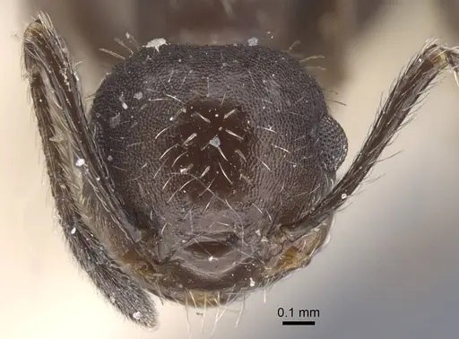 Crematogaster scapamaris specimen CASENT0916993 image casent0916993_2