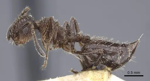 Crematogaster scapamaris specimen CASENT0916993 image casent0916993_3