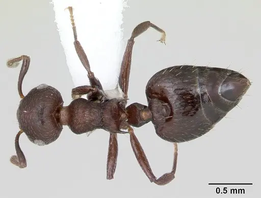 Crematogaster scelerata specimen CASENT0173949 image casent0173949_1