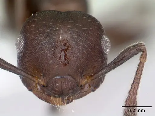Crematogaster scelerata specimen CASENT0173949 image casent0173949_2