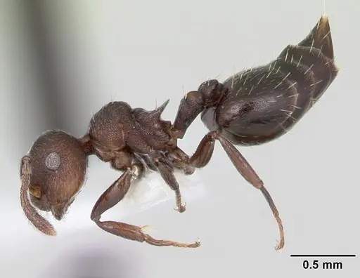 Crematogaster scelerata specimen CASENT0173949 image casent0173949_3