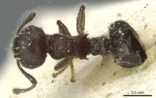 Crematogaster scelerata specimen CASENT0912748 image casent0912748_1