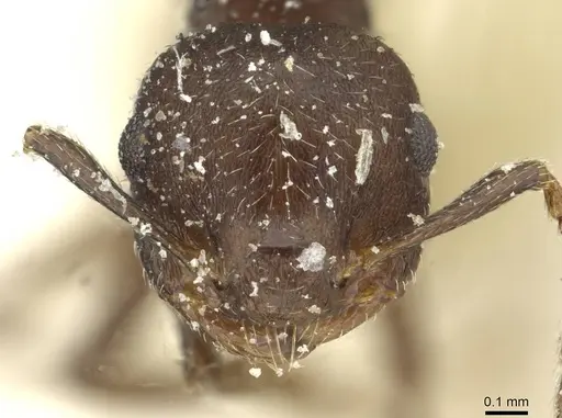 Crematogaster scelerata specimen CASENT0912748 image casent0912748_2