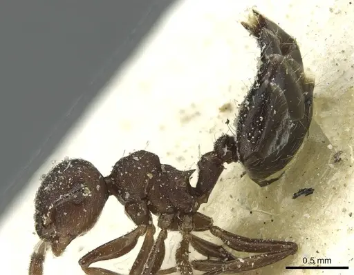 Crematogaster scelerata specimen CASENT0912748 image casent0912748_3