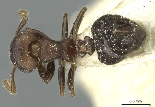 Crematogaster scelerata specimen CASENT0912749 image casent0912749_1