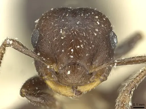 Crematogaster scelerata specimen CASENT0912749 image casent0912749_2