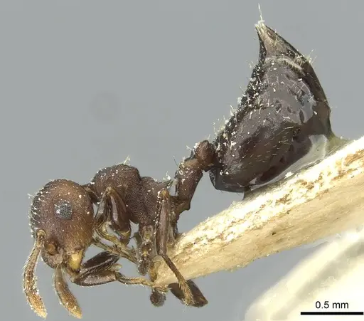 Crematogaster scelerata specimen CASENT0912749 image casent0912749_3