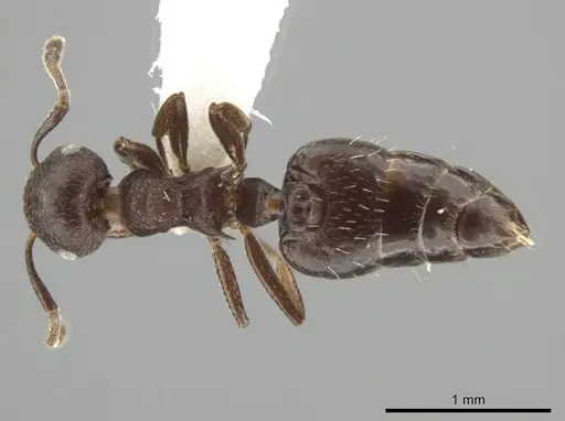 Crematogaster scelerata specimen JTLC000001431 image jtlc000001431_1