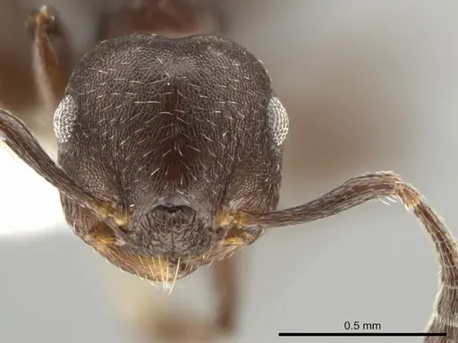 Crematogaster scelerata specimen JTLC000001431 image jtlc000001431_2