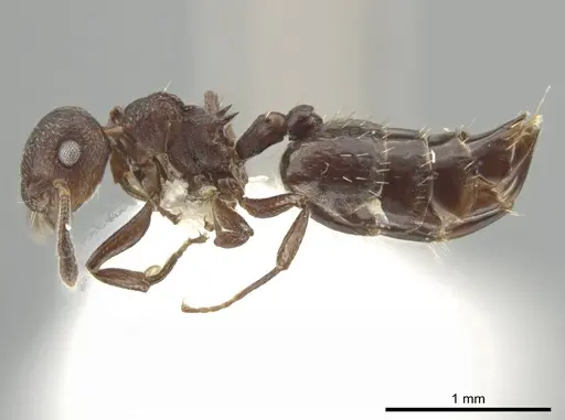 Crematogaster scelerata specimen JTLC000001431 image jtlc000001431_3