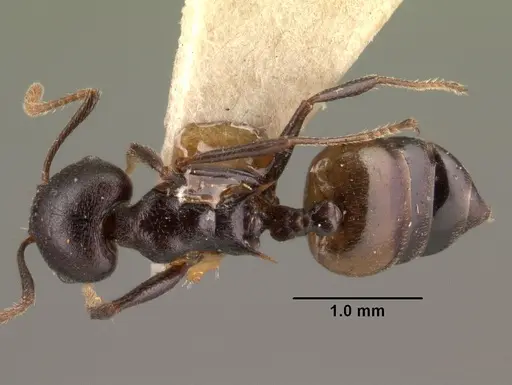 Crematogaster schencki specimen CASENT0101475 image casent0101475_1