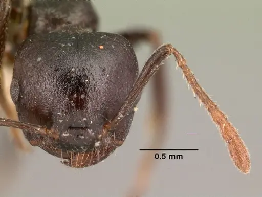 Crematogaster schencki specimen CASENT0101475 image casent0101475_2