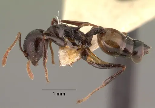 Crematogaster schencki specimen CASENT0101475 image casent0101475_3
