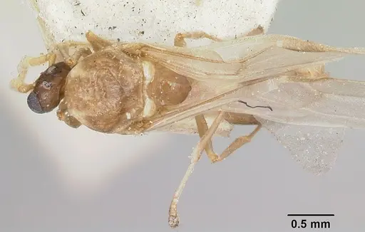Crematogaster schencki specimen CASENT0101662 image casent0101662_1
