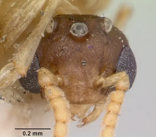 Crematogaster schencki specimen CASENT0101662 image casent0101662_2