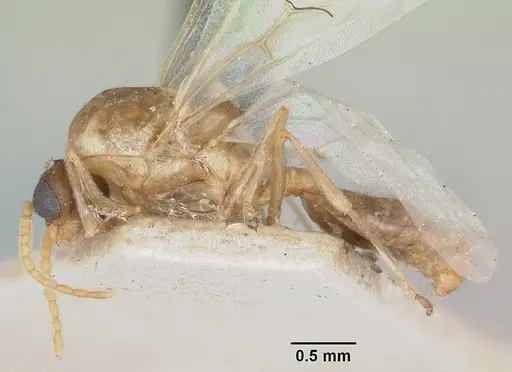 Crematogaster schencki specimen CASENT0101662 image casent0101662_3