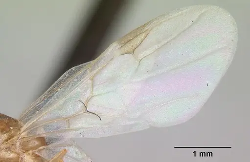 Crematogaster schencki specimen CASENT0101662 image casent0101662_4