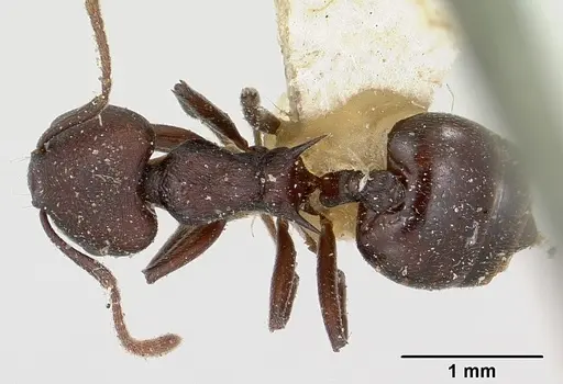 Crematogaster schencki specimen CASENT0101748 image casent0101748_1