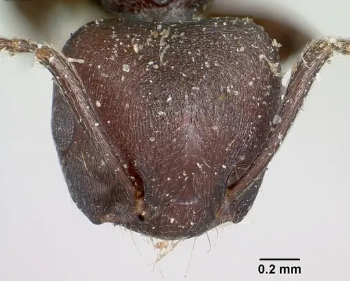 Crematogaster schencki specimen CASENT0101748 image casent0101748_3