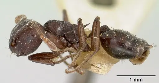 Crematogaster schencki specimen CASENT0101748 image casent0101748_4