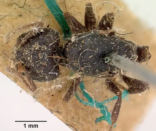Crematogaster schencki specimen CASENT0101763 image casent0101763_1