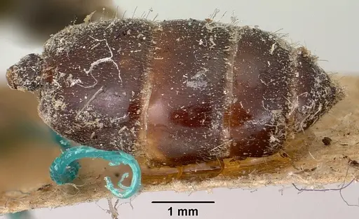 Crematogaster schencki specimen CASENT0101763 image casent0101763_2