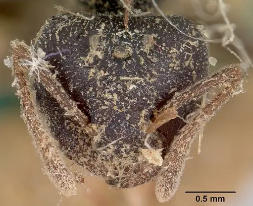 Crematogaster schencki specimen CASENT0101763 image casent0101763_3