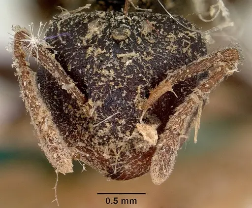 Crematogaster schencki specimen CASENT0101763 image casent0101763_4