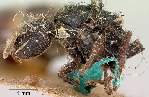 Crematogaster schencki specimen CASENT0101763 image casent0101763_5