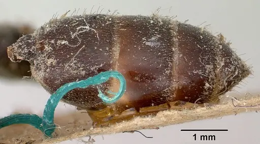Crematogaster schencki specimen CASENT0101763 image casent0101763_6