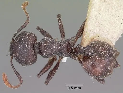 Crematogaster schencki specimen CASENT0101786 image casent0101786_1