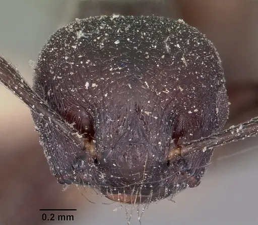 Crematogaster schencki specimen CASENT0101786 image casent0101786_2