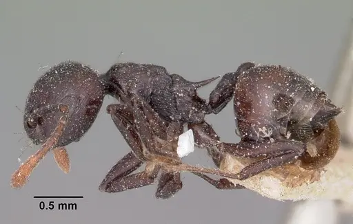 Crematogaster schencki specimen CASENT0101786 image casent0101786_3