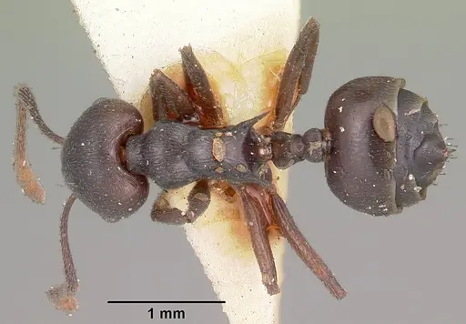 Crematogaster schencki specimen CASENT0102956 image casent0102956_1