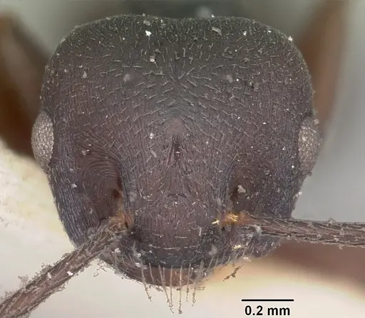Crematogaster schencki specimen CASENT0102956 image casent0102956_2