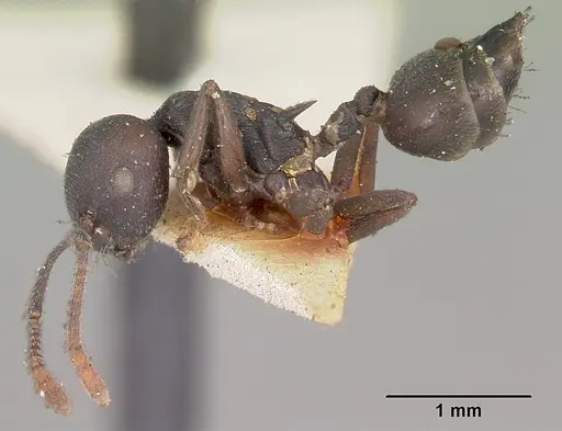 Crematogaster schencki specimen CASENT0102956 image casent0102956_3