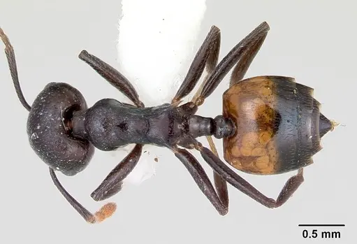 Crematogaster schencki specimen CASENT0172822 image casent0172822_1