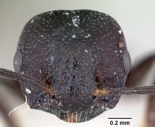 Crematogaster schencki specimen CASENT0172822 image casent0172822_2