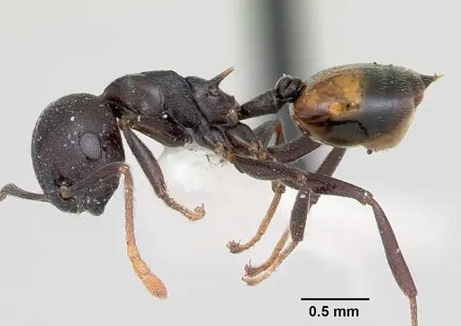 Crematogaster schencki specimen CASENT0172822 image casent0172822_3