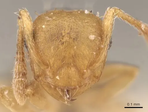 Crematogaster schimmeri specimen CASENT0907514 image casent0907514_2